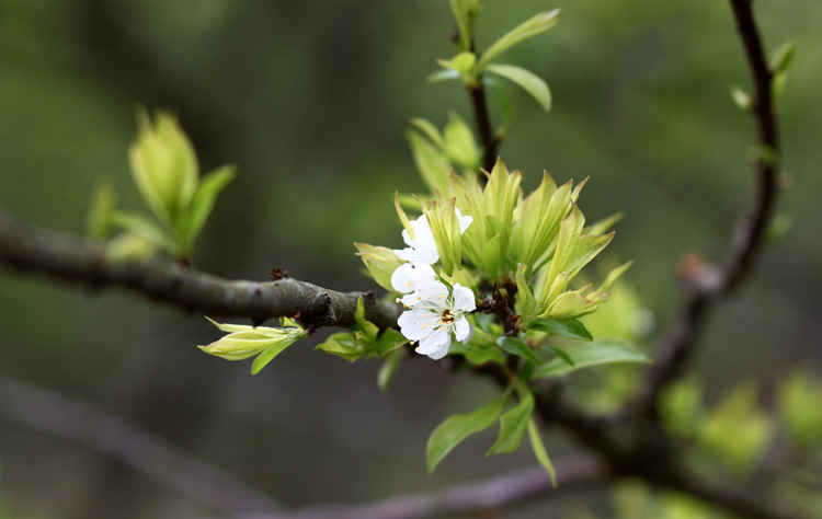 Sự tích mùa xuân